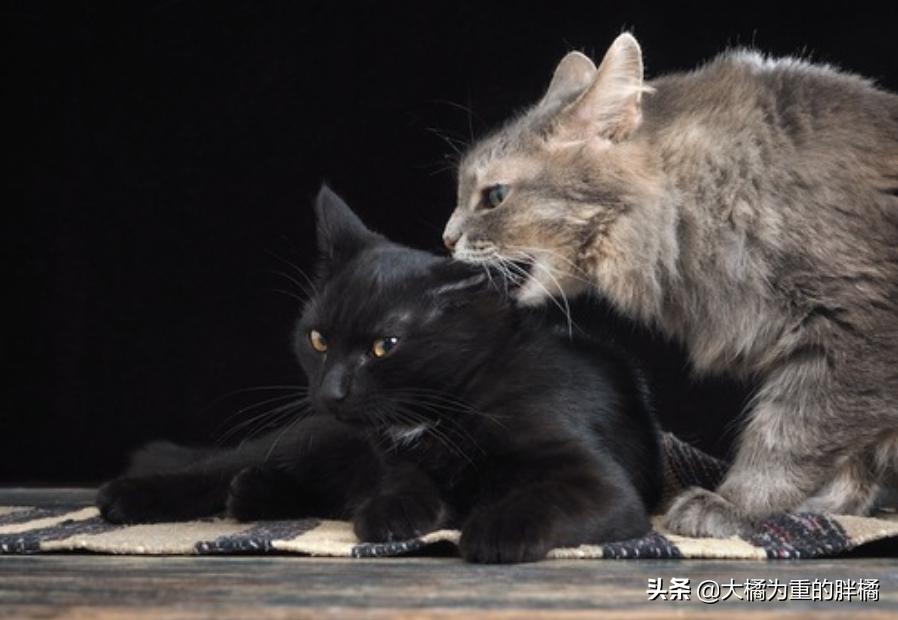 抓住猫脖子后果,抓住猫脖子为啥会蹬脚