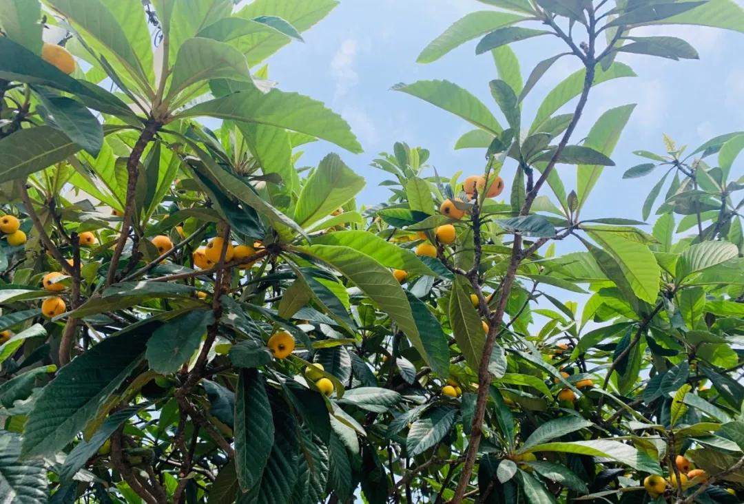 周末东山采枇杷采摘攻略已出,枇杷采摘攻略