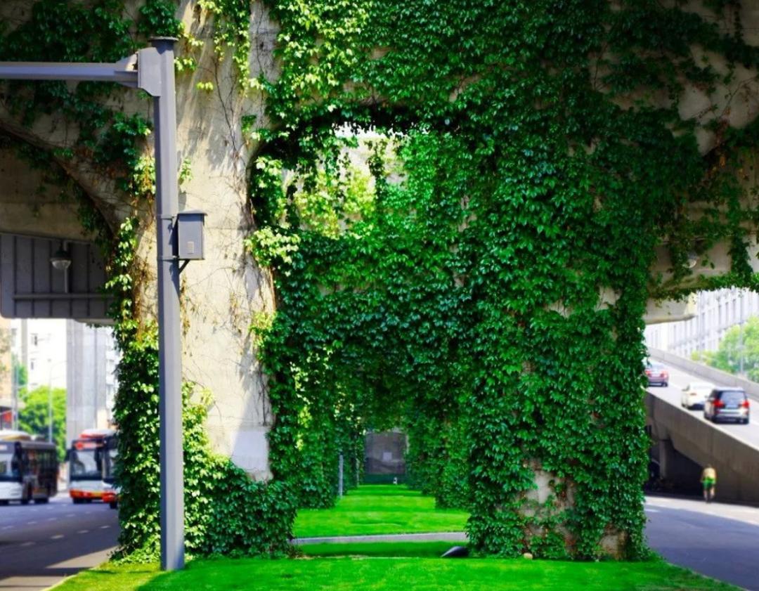 高架桥上为什么只种爬山虎,为啥高架桥要种满爬山虎
