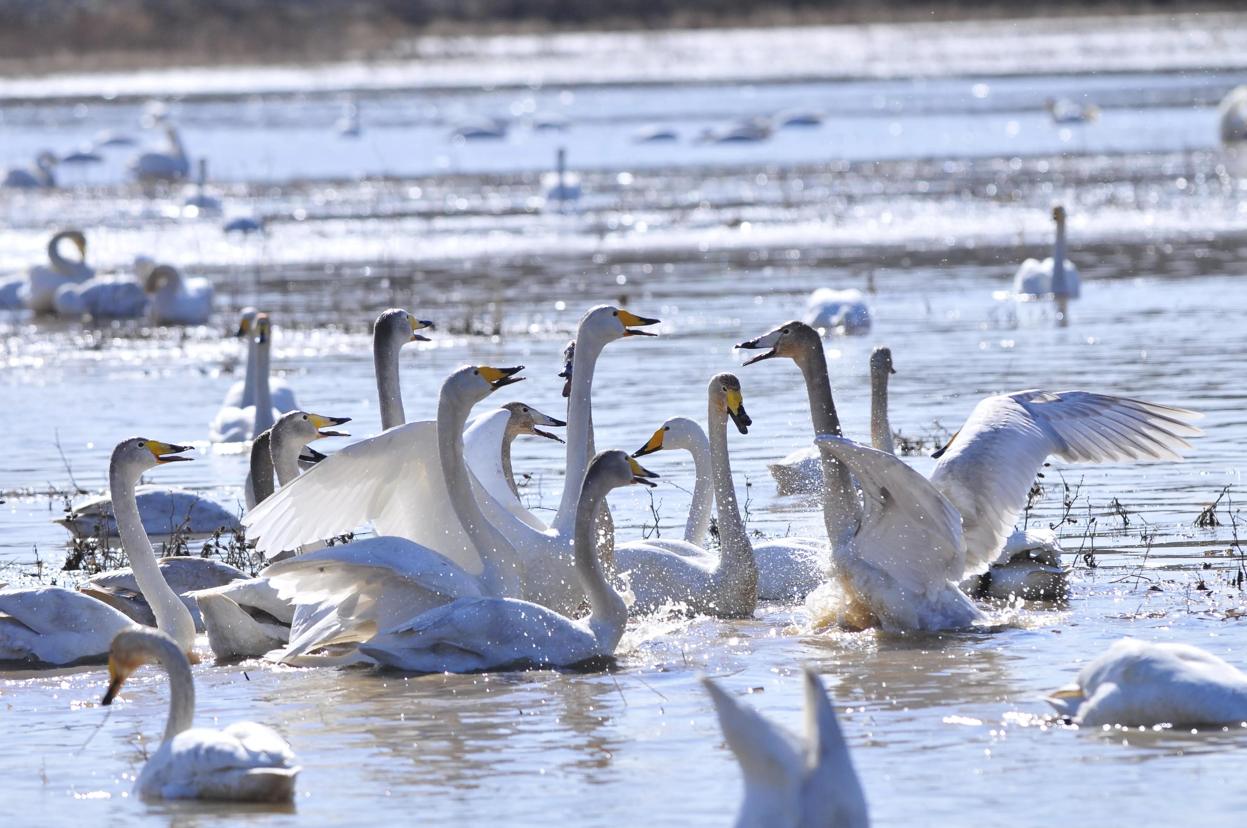 D300s+300F4拍摄/满意，趣解/天鹅斗：只动嘴不动手