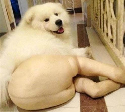 狗舔人为什么还时不时轻咬几下,狗舔人脏不脏