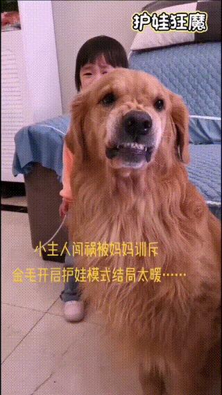妈妈训孩子狗子护孩子,家长教育孩子对待宠物