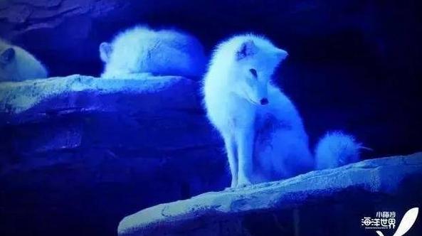 小梅沙海洋世界套票2021,小梅沙海洋世界门票