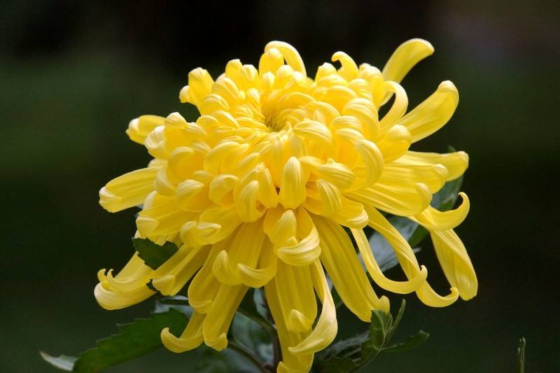 盘点世界各国国花你最喜欢哪种,盘点各国国花