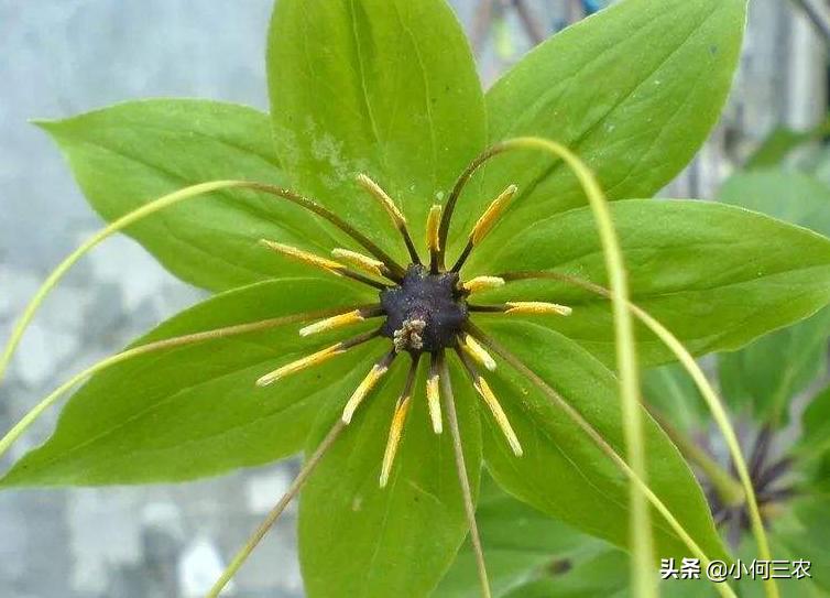 小何三农种植视频,小何三农养殖方法