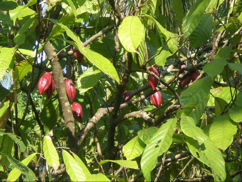 百种水果,100种果子大全