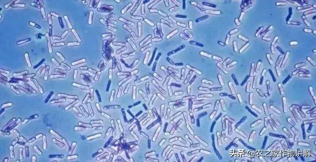 枯草芽孢杆菌是调水还是解毒,肥料枯草芽孢杆菌的作用及功效