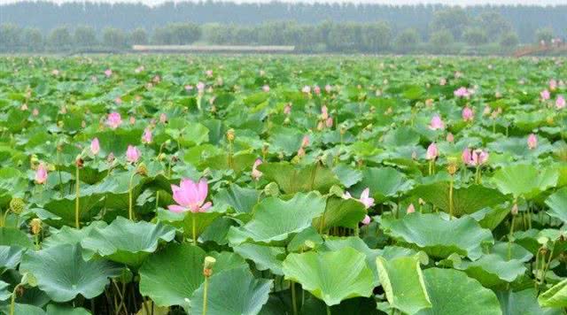 湖北度假村项目,湖北度假村航拍