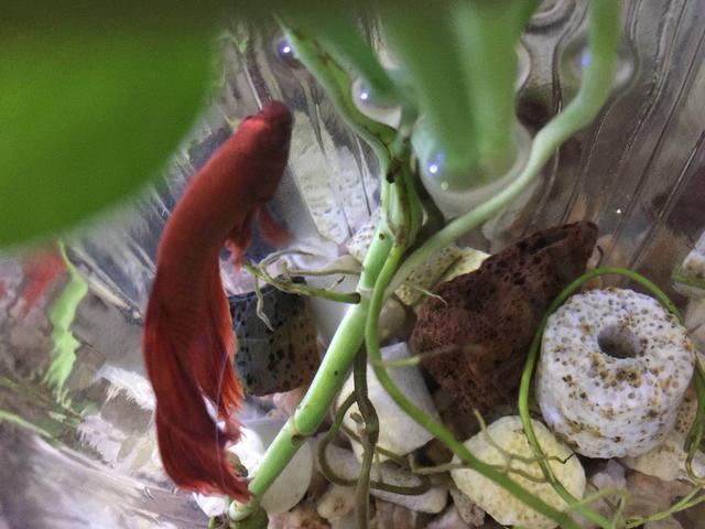 绿萝和斗鱼可以一起养吗,绿萝可以跟斗鱼一起养