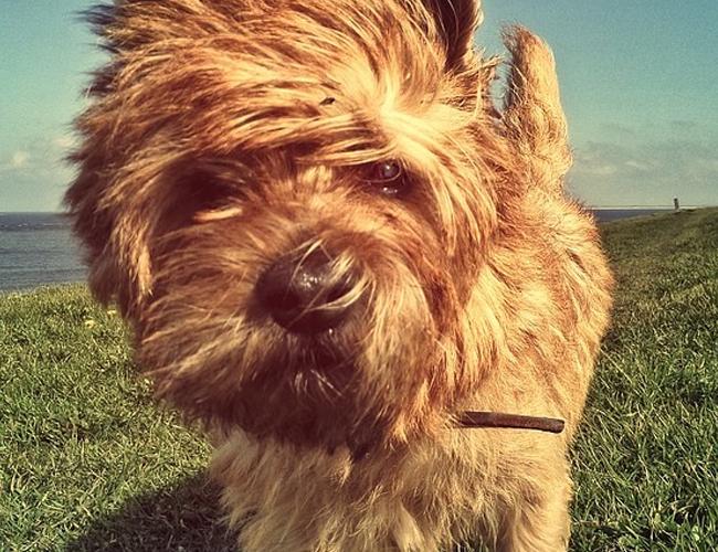 最聪明的十大狗狗品种介绍,史上最全的狗狗品种记得收藏