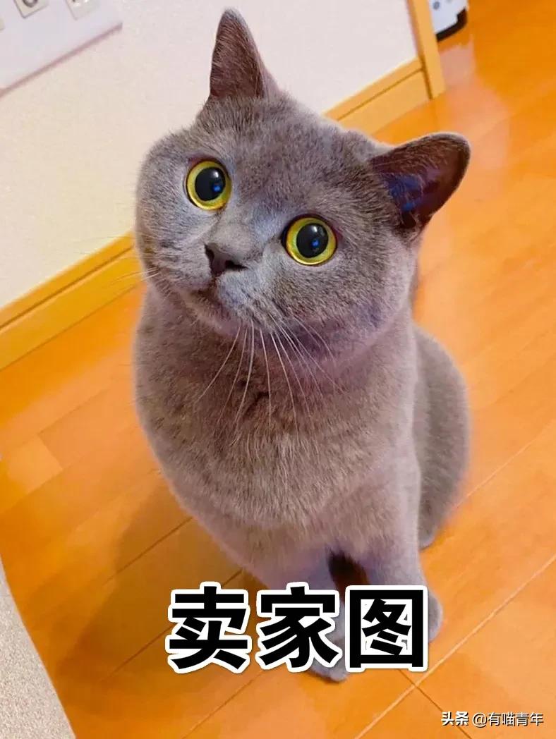 网上买的猫运回来死了,网上买猫三天送到半夜死了