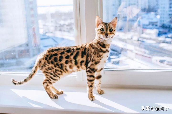 猫咪眼睛不同形态,猫咪的眼睛为什么有各种颜色