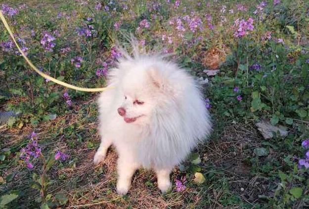 养狗铲屎官必备小妙招,铲屎官养狗注意事项