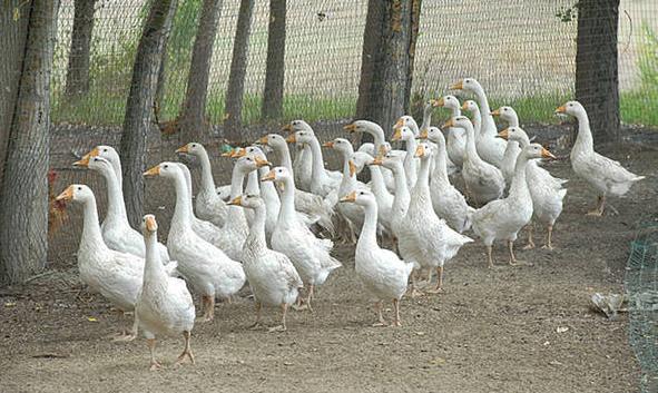 鹅副粘病毒病与浆膜炎区别,养鹅如何减少肉鹅病毒