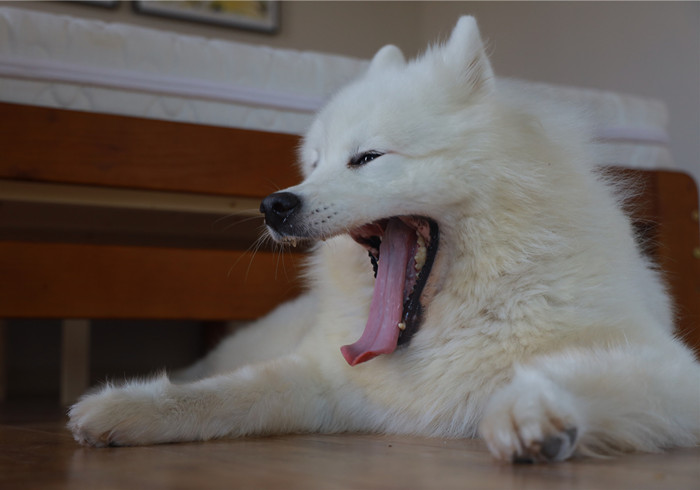 狗狗换牙会掉多少颗牙,狗换牙原来的牙齿没掉怎么办