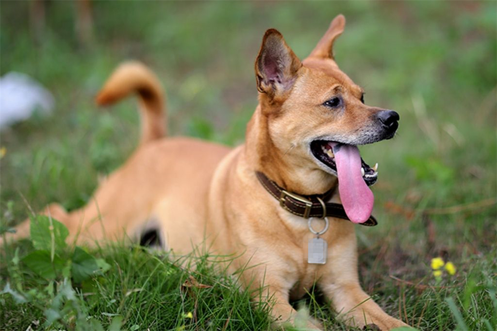 土狗绝对是最忠诚的狗,土狗的警惕性有多强