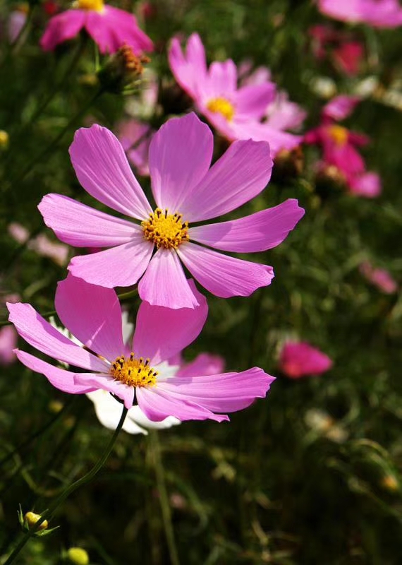 波斯菊的养殖方法和技术,波斯菊的养殖方法是什么