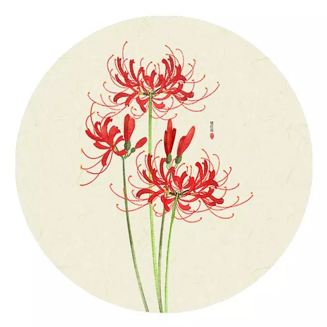 被误读的彼岸花，就是“阑边不见蘘蘘叶，砌下惟翻艳艳丛”之石蒜