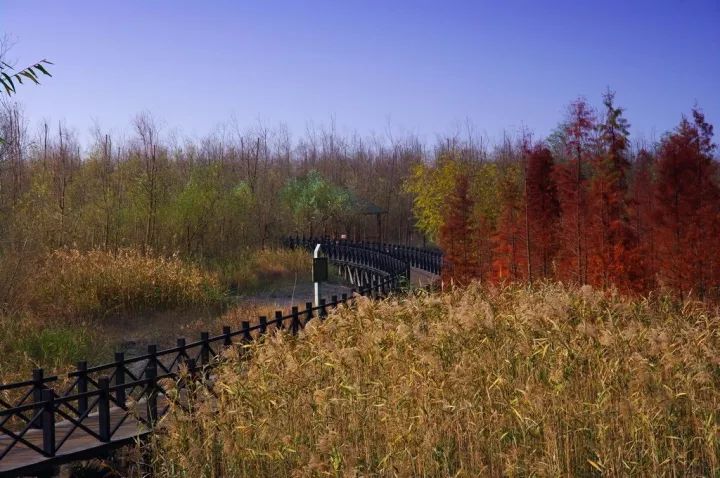 崇明岛西沙湿地公园视频,崇明西沙湿地公园芦苇荡