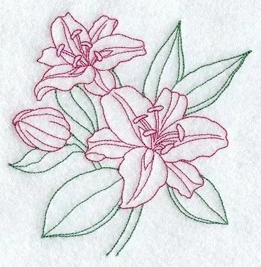 百合怎么样养得更持久,百合新手