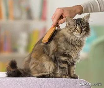 猫梳子去毛神器,去猫毛神器哪个最好