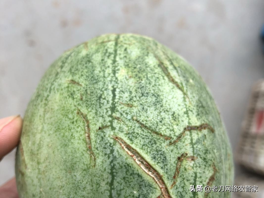 甜瓜裂杆有什么办法治,甜瓜裂瓜最好治疗方法