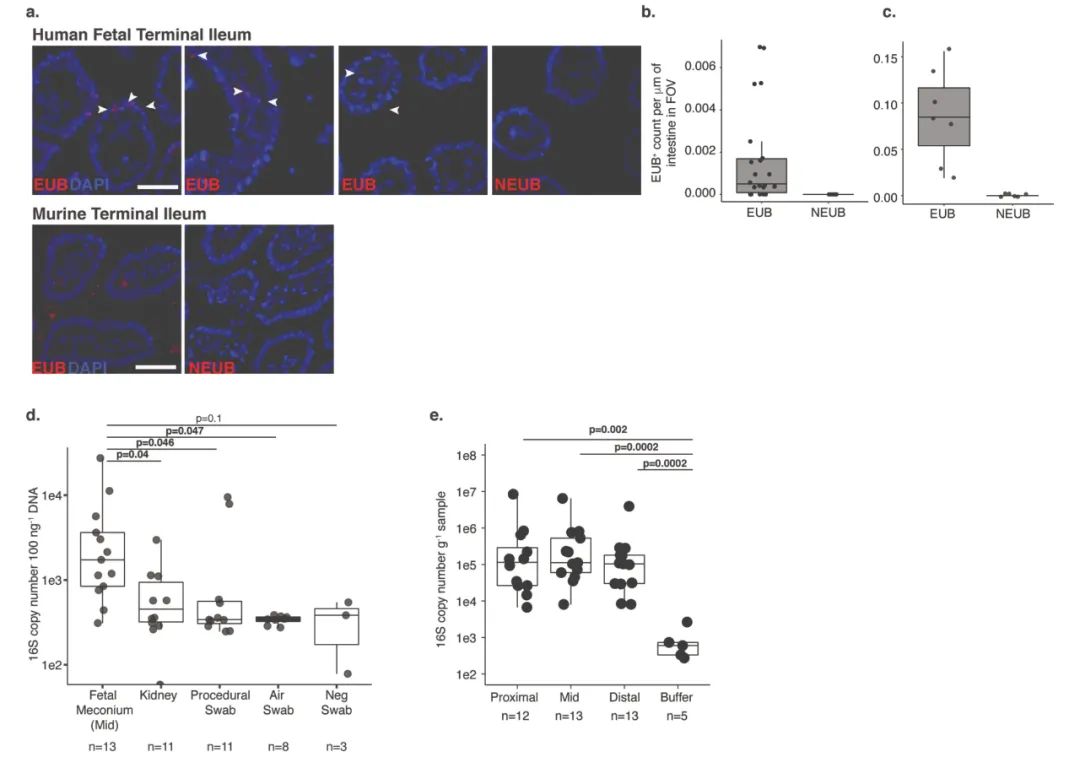 哪些菌可以在肠道定植,活菌在人体中可以存活吗