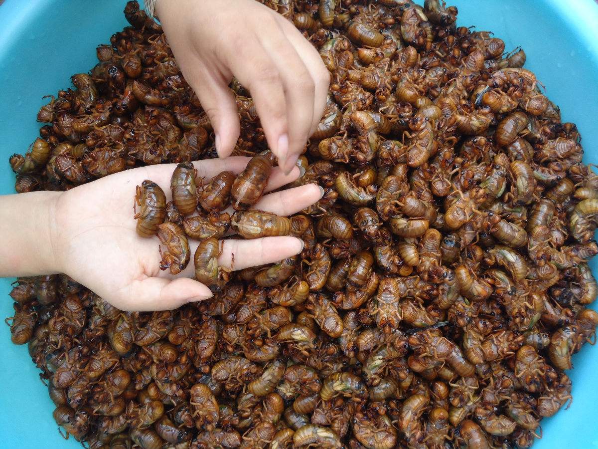 人工金蝉养殖新技术教程,抖音助农人工养殖金蝉