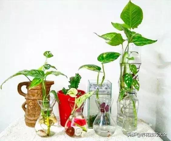 什么花也养不活,什么花都能养死