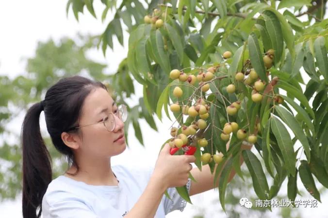 专题报道||无患子不同器官中的总皂苷和总黄酮含量