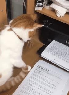 科学研究表明撸猫好处多多,撸猫已经成为了一种“病”