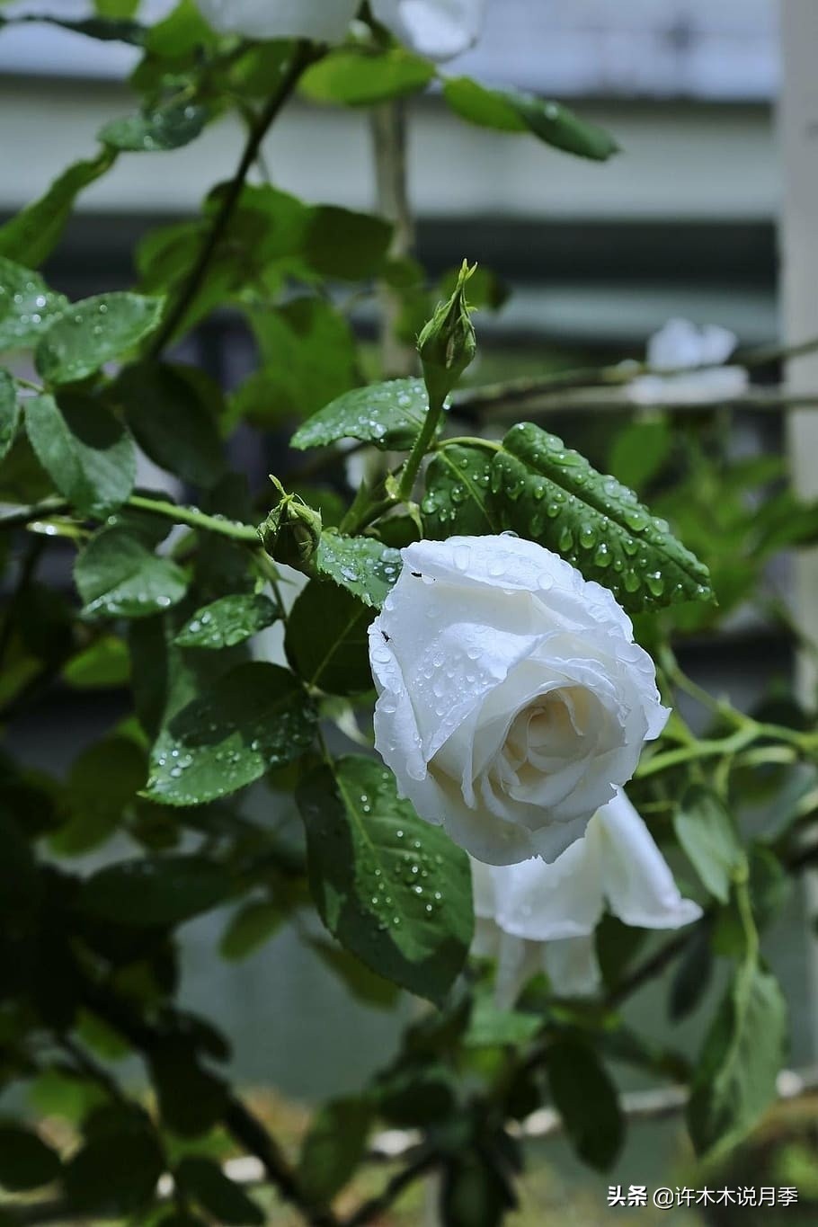 月季的养护方法和管理,月季的养护方法及注意事项