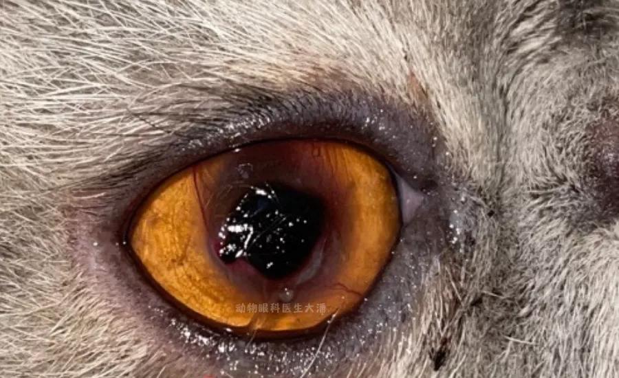 猫咪角膜坏死保守治疗,猫咪角膜坏死怎么治疗