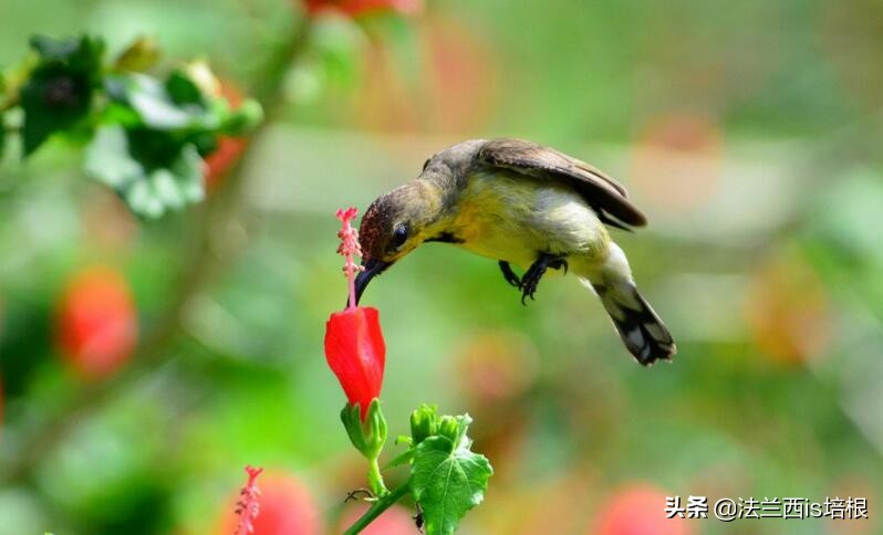 为什么鸟的嘴巴不一样,鸟嘴为什么长得都不一样