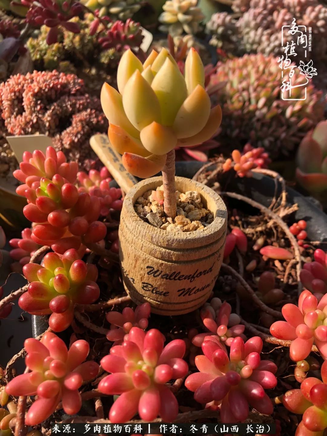 新手养的多肉怎么管理好看,阳台养多肉正确方法