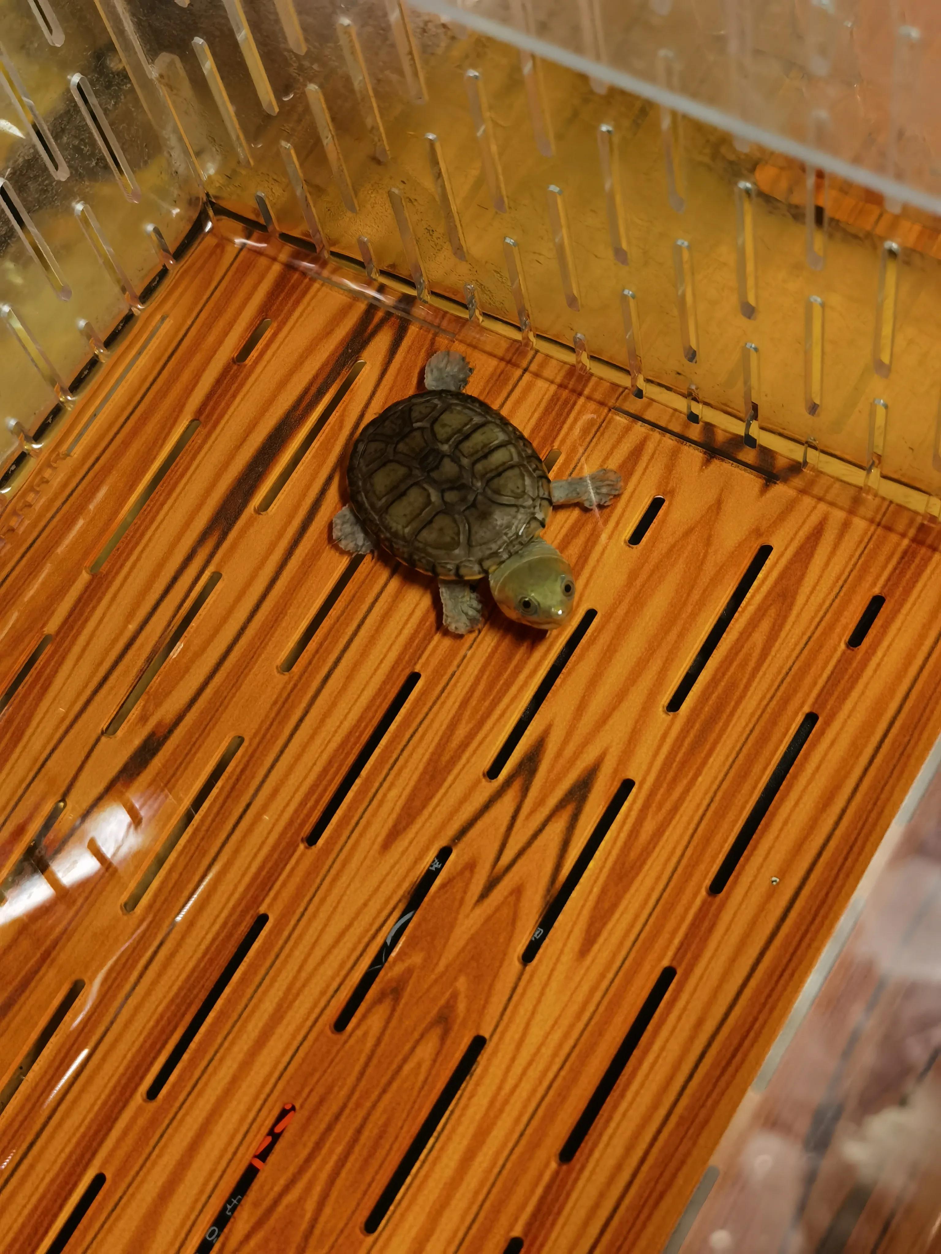 8cm的龟和2cm的龟可以混养吗,看新手养龟和老手养龟有什么区别