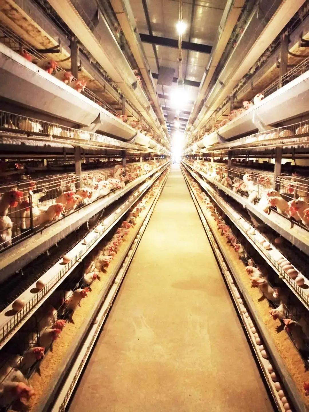 众信科技有限公司靠谱吗,众信农牧科技公司