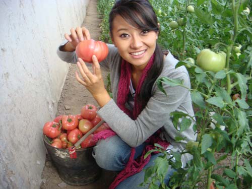 西红柿用的催熟剂对人有害吗,西红柿催熟剂用早了有什么危害