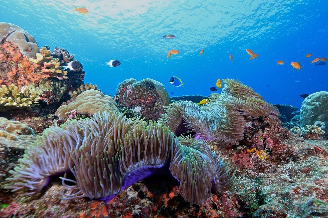 卓美亚维塔维丽岛马尔代夫,惊喜度假马尔代夫选岛攻略