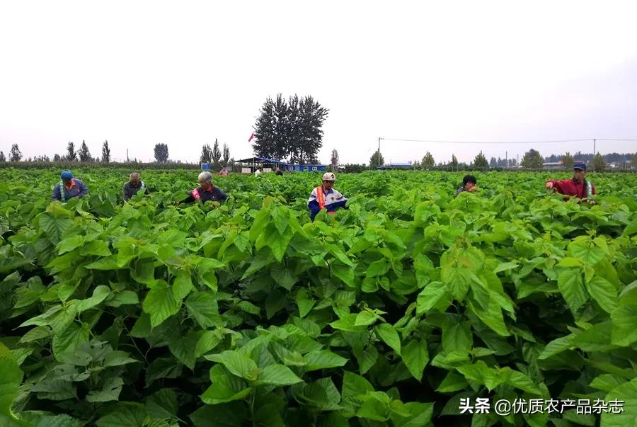 果桑产业高效生态发展模式开发,果桑产业新模式