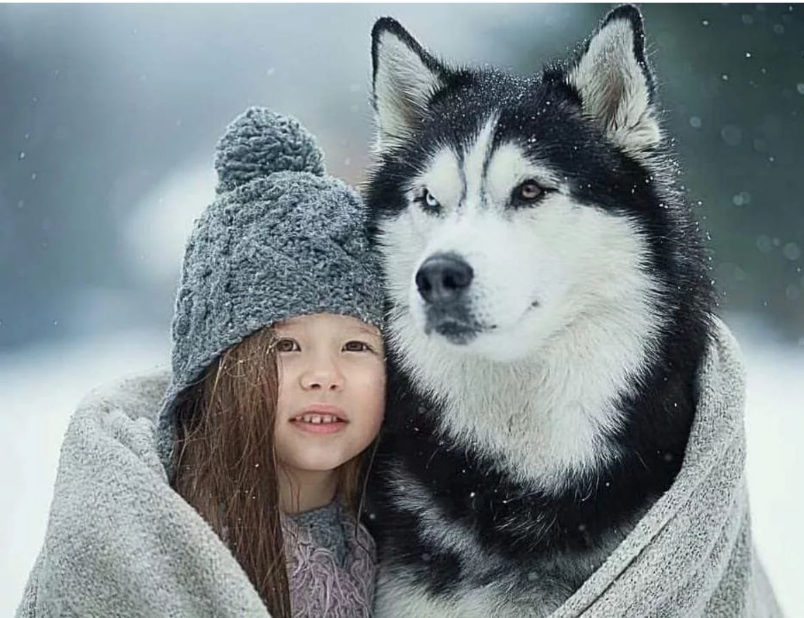 西伯利亚雪橇犬哈士奇和老虎,西伯利亚雪橇犬长毛哈士奇双血统