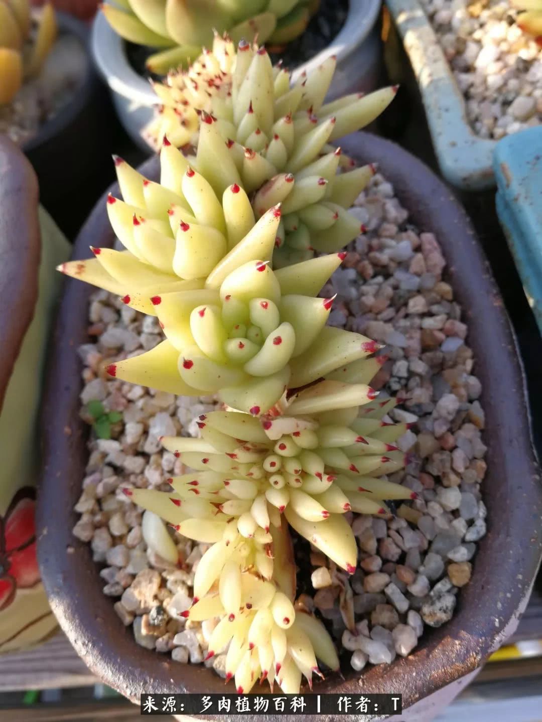 多肉还可以这样玩(上):八年养肉路剪影!