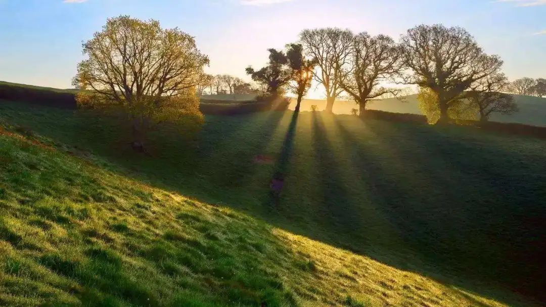 蘑菇孢子进入肺里发芽,菌类孢子进入肺部