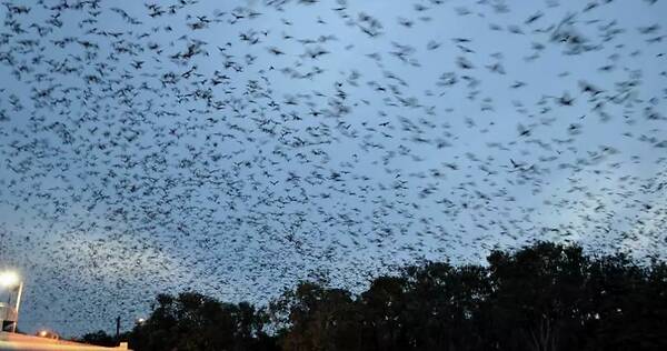 新冠肺炎、澳洲大火、东非蝗灾一系列灾难：2020年到底怎么了