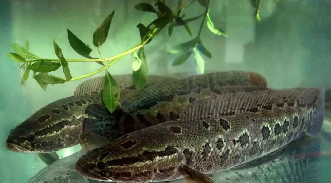 一条黑鱼一年有多少利润,一斤黑鱼赚多少钱