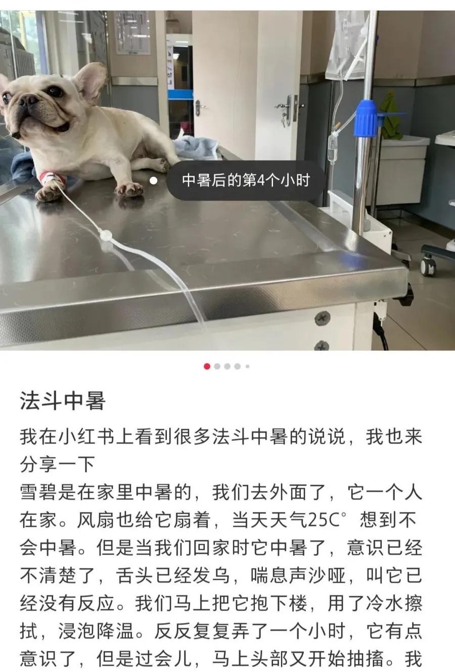 好好的狗怎么会得狂犬病,狗子中暑了
