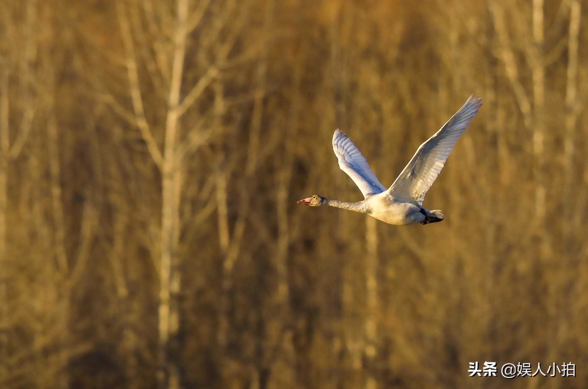 增倍镜是看什么时候用的,增倍镜怎么配置好