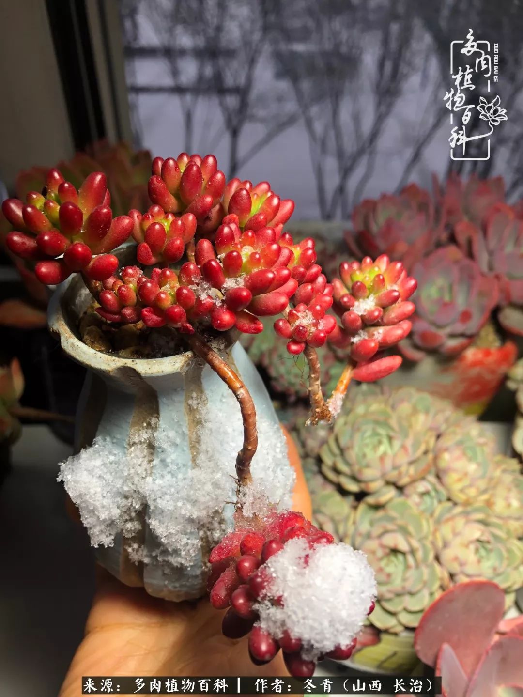 新手养多肉知道这4点打好基础,阳台上养多肉的正确方法