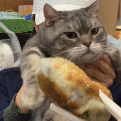 猫咪面相,猫咪面相测试