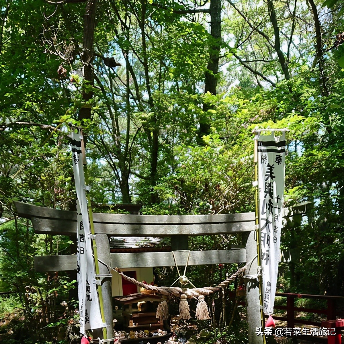 猫奴们都想去的圣地日本的猫岛,日本猫岛猫咪